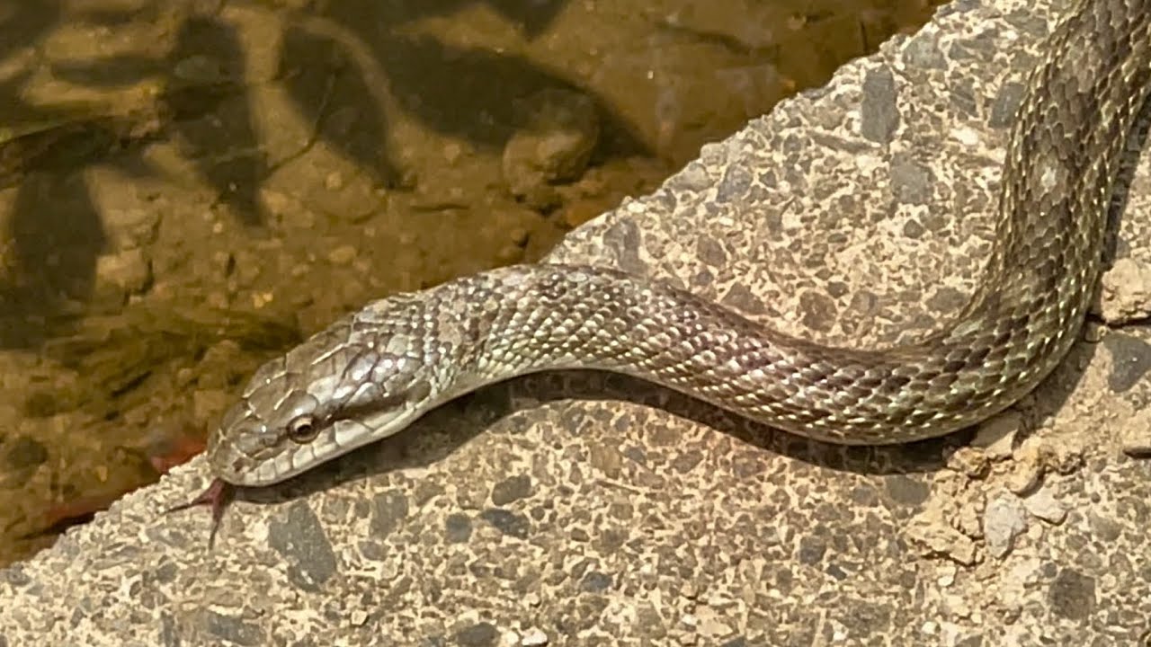 💜🐍 😱📌 2026年6月12日 snake ,ヘビ,뱀 ,serpente,स्नेक,蛇,งู,Serpent