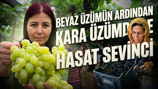 Bölgenin Siyah Incisi Üzümde Hasat Başladı