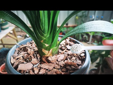 夏季给君子兰浇水，一浇就烂根？谨记这2点，怎么浇都不烂