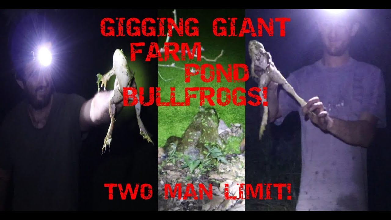 Gigging GIANT Farm Pond Bullfrogs! Two Man Limit!