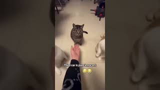 Download Lagu Third cat is pure innocent MP3