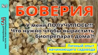 #Боверия. У меня ПОЛУЧИЛОСЬ!!! Что нужно чтобы вырастить биопрепарат дома?!