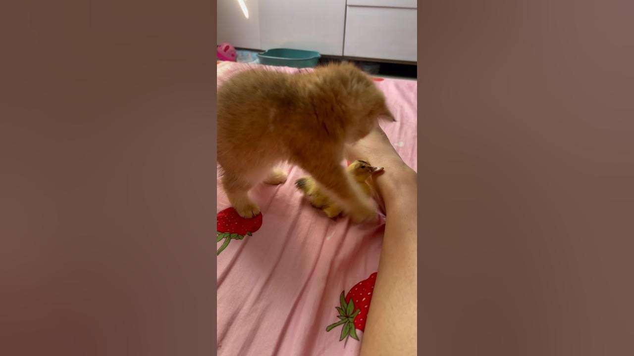 My favorite active kitten YouTube