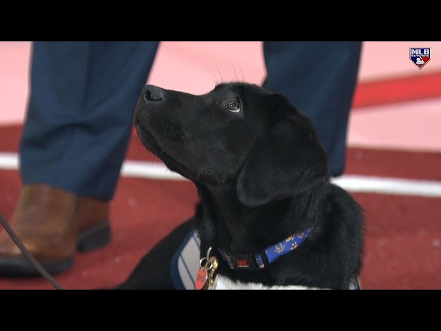 Meet Seaver: The Mets' new service dog!