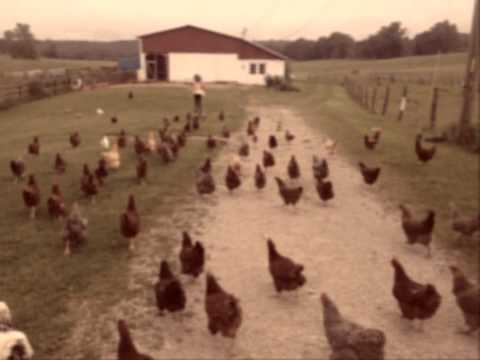 Chicken Stampede