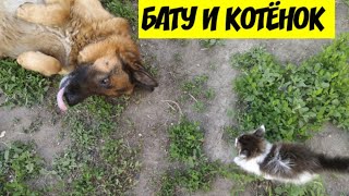 НЕМЕЦКАЯ ОВЧАРКА / БАТУ и КОТЕНОК / German shepherd / dog and kitten