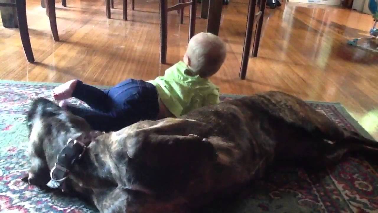 Baby and bullmastiff x Labrador YouTube