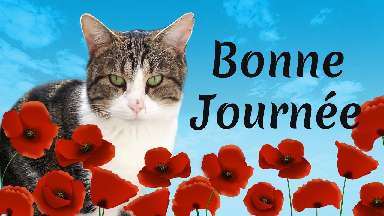 Carte Virtuelle Bonne Journee Chats Humour Youtube