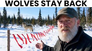 15 'Strange' Alaskan Wolf Tricks That Make Modern Predator Defense Look Useless