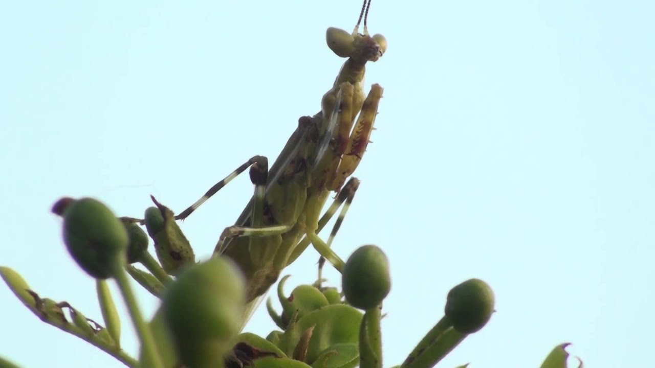 Praying Mantis (Hierodula patellifera) in typical 'praying' insects picture