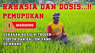 Cara Pemupukan Padi Yang Tepat Dan Benar √ Dari Awal Sampai Panen