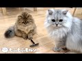 毛玉を作りたくない子猫のブラシ選びの結果は… 【サイベリアン】