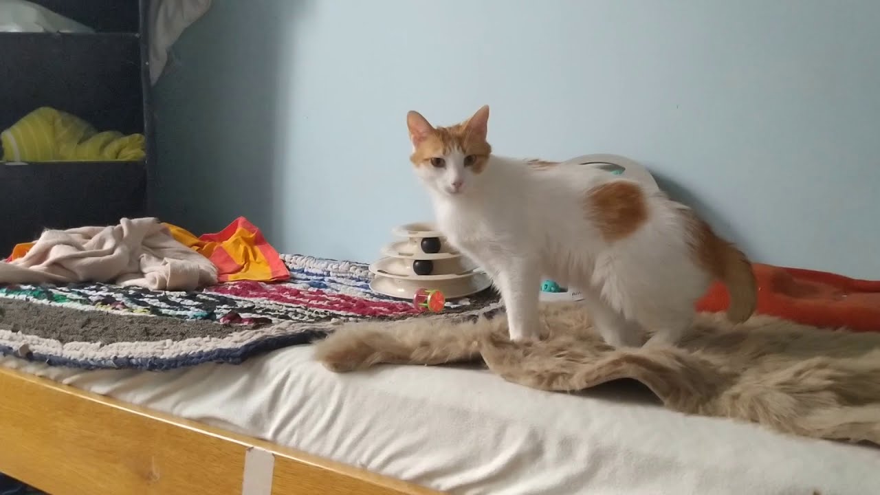 Cat House 2 YouTube