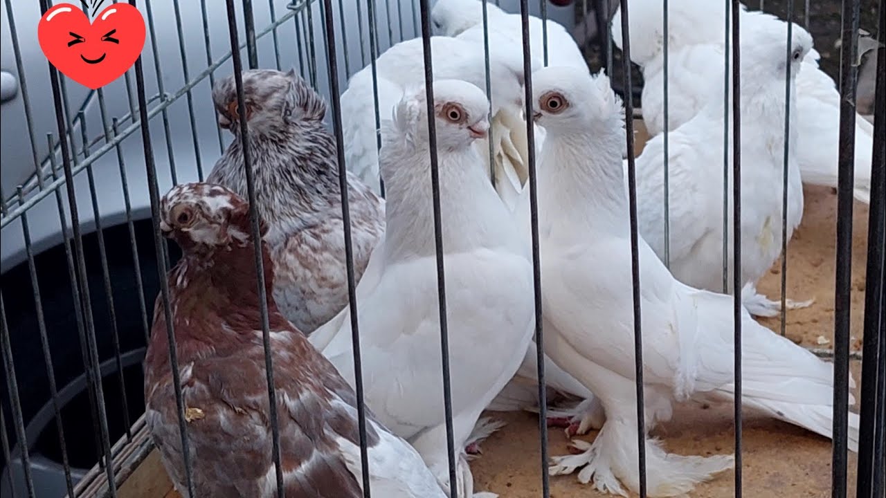 TARG STARACHOWICE 02.03.2024 🐦🐦🐦Bardzo tanio! (Gołębie pocztowe , ozdobne,  kury ....) Część 1