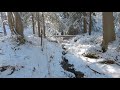 Walking in the Finnish snowy forest | Relax | Stress Relief
