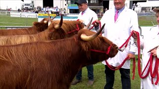 Gwartheg Highland | Highland Cattle