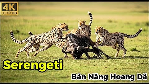 SERENGETI | Cuộc Chiến Tàn Khốc Của Những Kẻ Săn Mồi Ở LỤC ĐỊA ĐEN | Thế Giới Động Vật