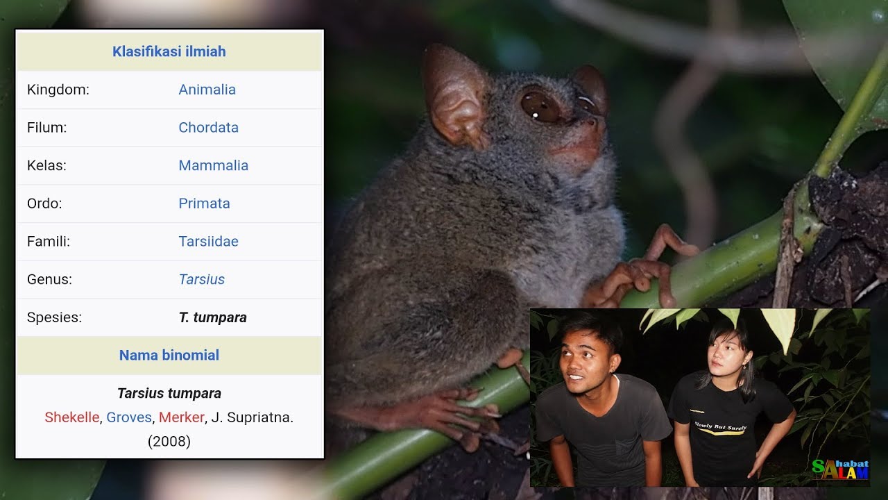 Sahabat Alam Eps 2 Intip Kehidupan Tarsius Tumpara Hewan