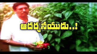 Capsicum and Ridge Gourd Cultivation - Eruvaka - 10-09-2014 - 99tv