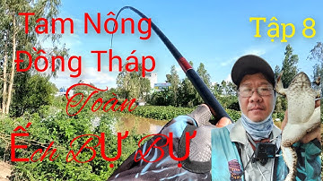 Câu được 4kg8 ếch trọng trọng || Tại Tam Nông Đồng Tháp || Tập 8