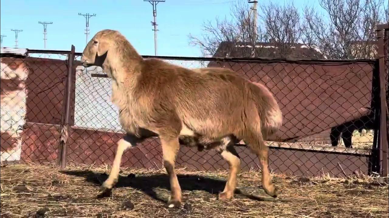 Гора аргус куса. Скала аргус куса. Гора аргус в кусе. Г р аям. Большие притесы сатка.