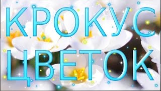 Крокусы Самые первые весенние цветы Очень красивое видео The earliest spring flowers Красивая музыка