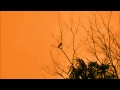 【リラックスジャズ音楽】とある鳥のいる風景【relaxation music】