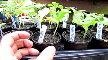 Outdoor Seed Starting & Planting Cucumbers, Zucchini & Squash: Timing & Soil Mix & Fertilizer
