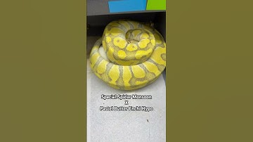 Getting more genes into MONSOON