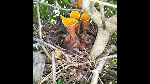 Mockingbird Nest