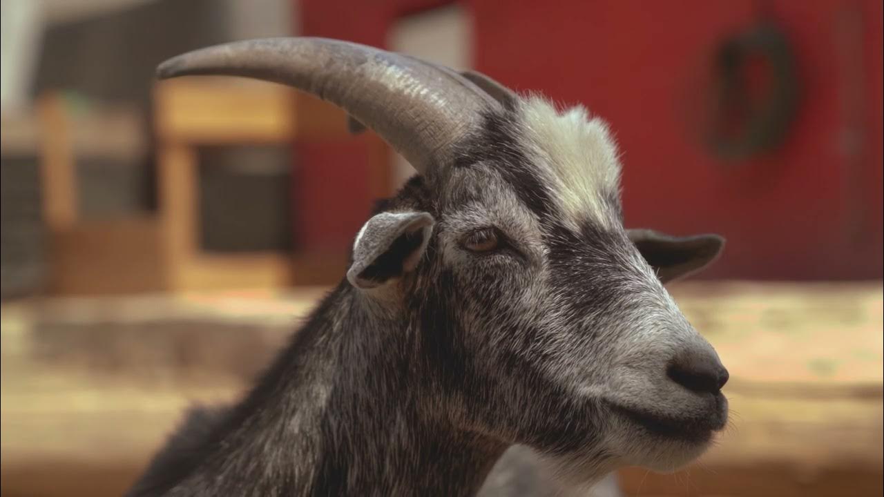 Goat (ангорская коза). Goat actress. Винторогий козёл. Сидрая коза. Козы звук инструмент.
