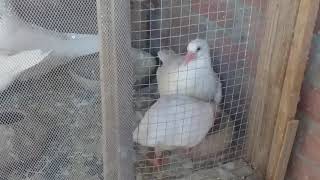 تاكيل صغار الحمام pigeon feeding