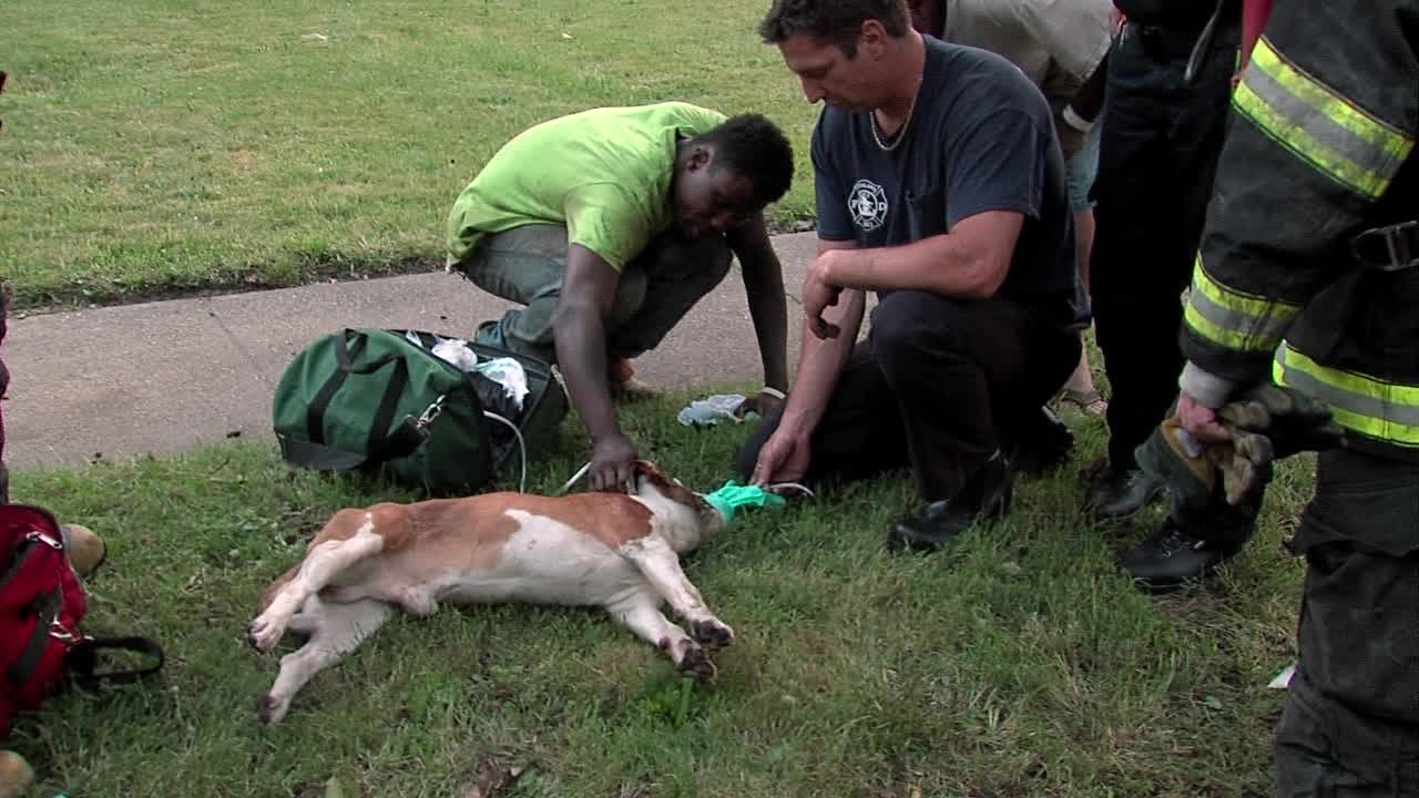 Dog gets oxygen after being in house fire - YouTube