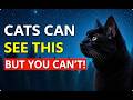 11 STRANGE Things ONLY Cats Can See &amp; Hear… But You NEVER Will! 😨🐾