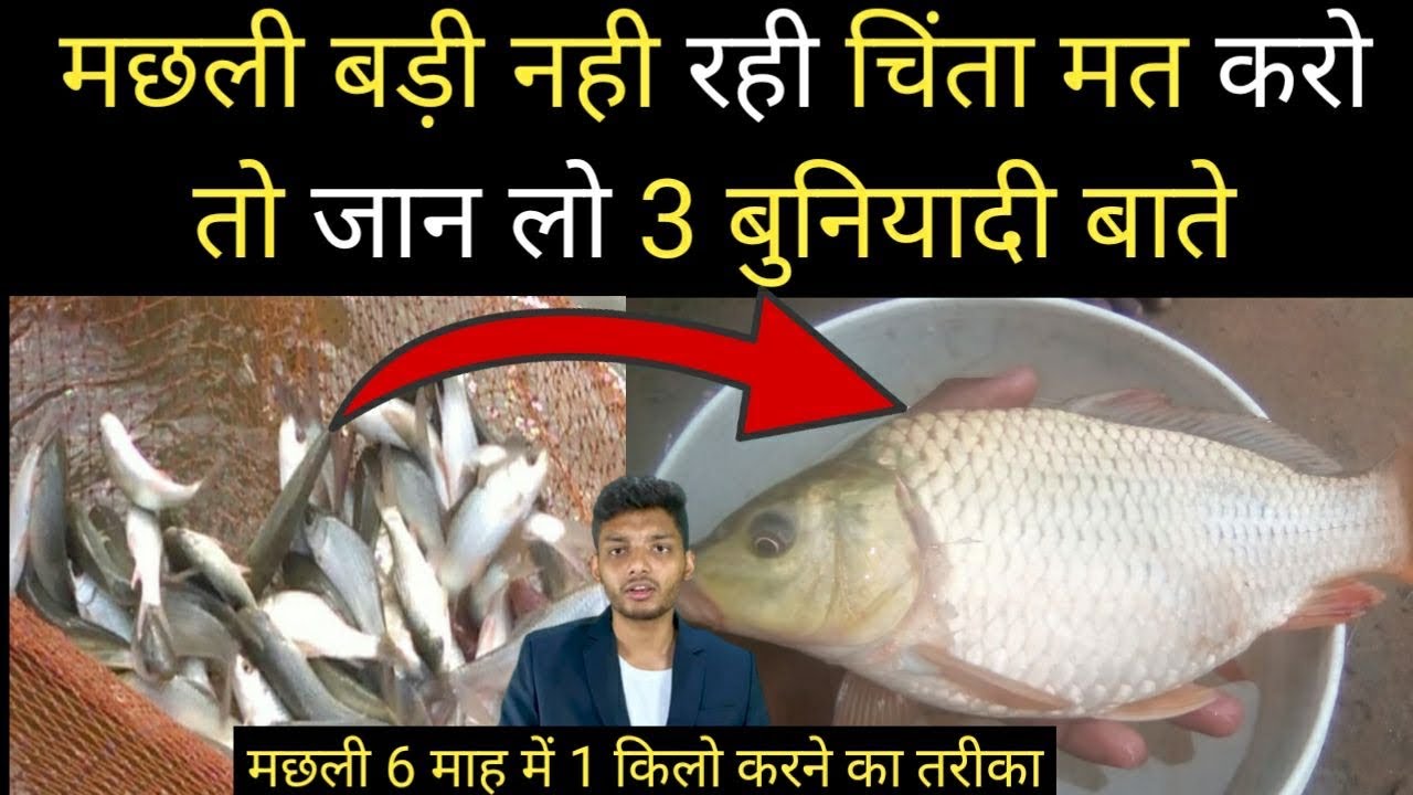 6 माह में मछली 1 किलो करने का तेज तरीक़ा । how to start fish farming ||