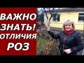 Как отличить чайно - гибридную розу от флорибунды ?