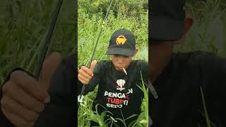 MANCING TOMAN PAKAI UMPAN JITU #fishing #macingdasaran #mancing #channatoman#fyp #snakehead #angler