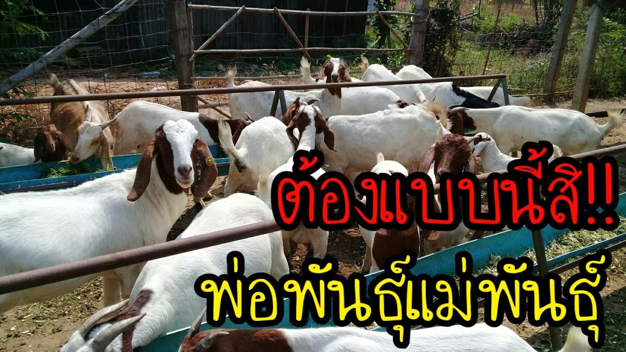 วิธีการเลือกพ่อพันธุ์แม่พันธุ์