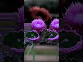 Audio visual experiment with thistle mix