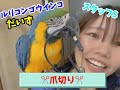 ルリコンゴウインコだいずの爪切り....まさかのハプニングwww