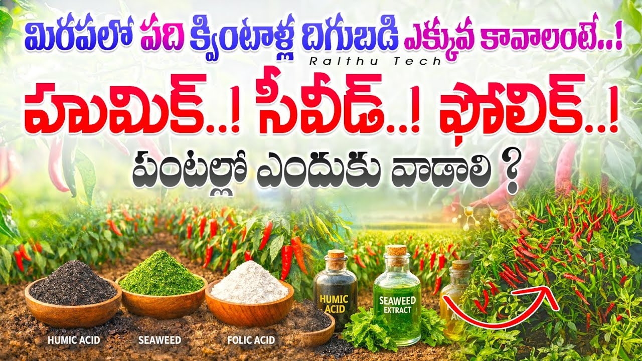 మిరపలో మరో పది క్వింటల్ల దిగుబడి ఎక్కువ! // Humic,Seaweed, Folic acid benifites// Rythutech 