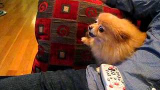 Dog afraid of remote control...