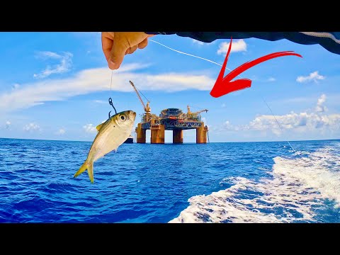 We dropped Live bait next to one of the Biggest Oil Rigs in the Gulf!