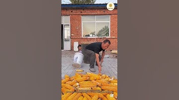The process of putting corn into a bucket