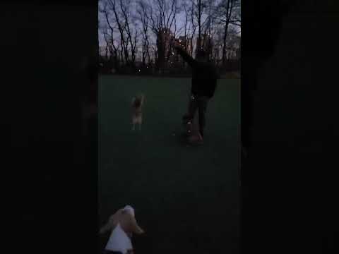 Video: Valentine Doggos