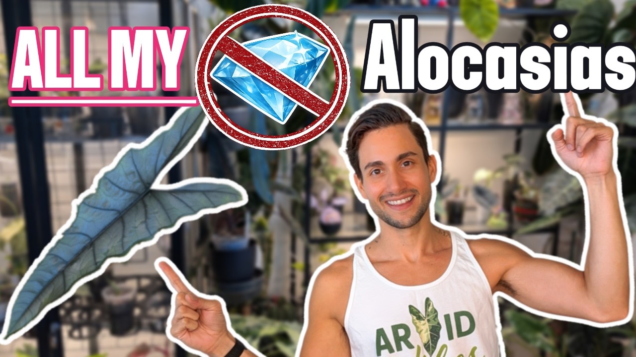 My SECRET Alocasia Collection Revealed! 30+ Non Jewel Types (Variegated Aroids) 2026 Update