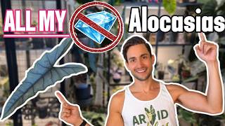 My SECRET Alocasia Collection Revealed! 30+ Non Jewel Types (Variegated Aroids) 2026 Update