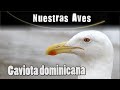 GAVIOTA DOMINICANA - Serie Nuestras Aves