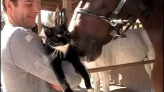 Horse Eats Cat