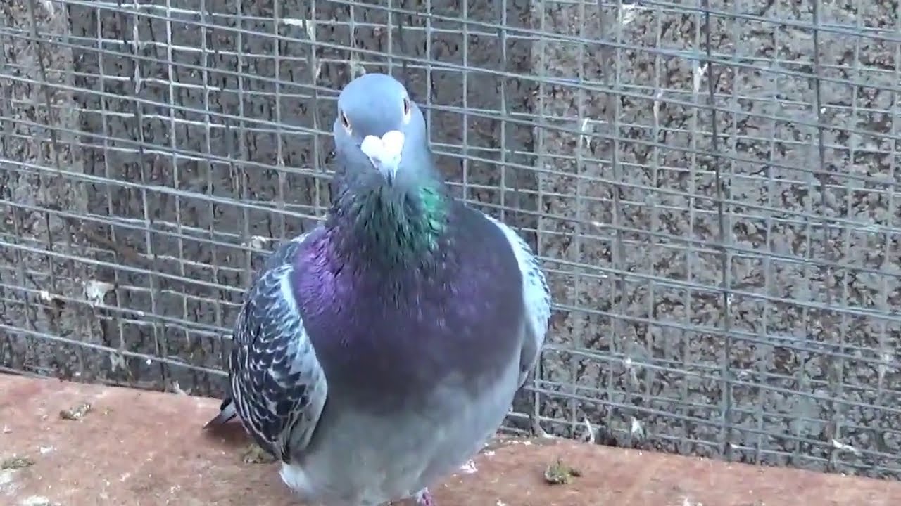 Campion columbofil dl Stroescu Claudiu Ploiesti Romania porumbei de reproductie 11 oct 2020